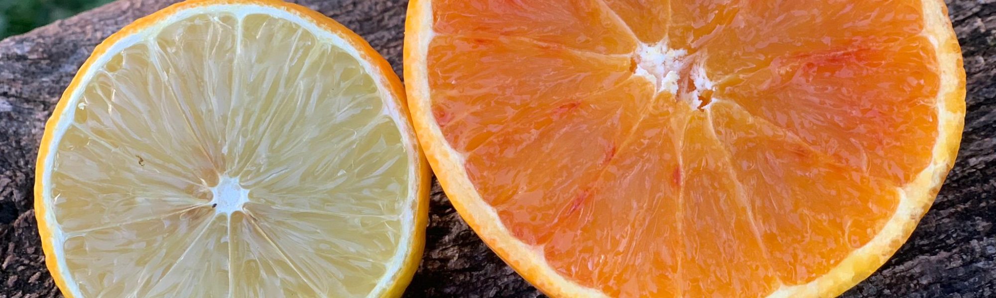 arance limoni casa affitto breve mensile carini palermo